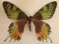 Urania ripheus aberrationt (Internet Image property of respective owner, non-commercial use only)